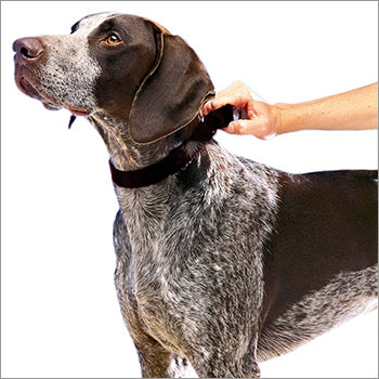 Animal Control - Dog with Collar